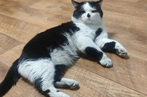 Пропал кот на Рихарда Зорге, 232, Кызыл