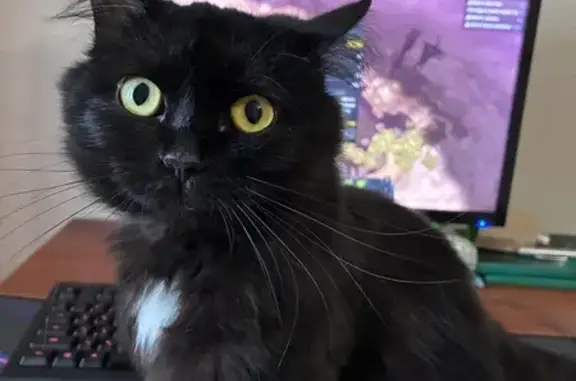 Кошки потеряшки, Новосибирск, фото: Потеряшка кошка, ул. 9-й Гвард. Див., 21