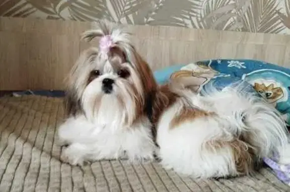 Пропала собака, ул. Белинского, 5А