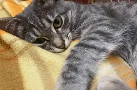 Кошки потеряшки, Новая Усмань, фото: Потеряшка кошка, Пролетарская 108, Новая Усмань