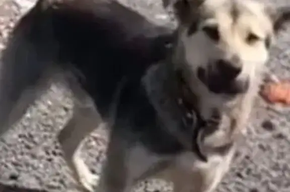 Пропала собака, Пенза, Пензенская обл.