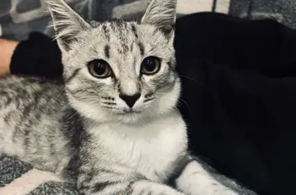 Пропала кошка, Иня-Восточная, Новосиб.