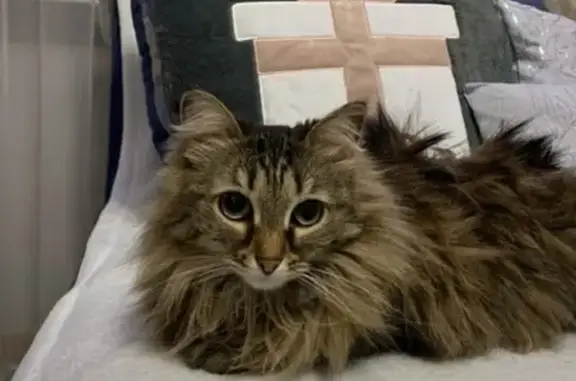 Пропала кошка, пр. Победы 166Г, Челябинск