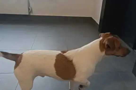 Найдена собака, Коммунарка, фото: Найдена собака, ул. А. Монаховой, Коммунарка