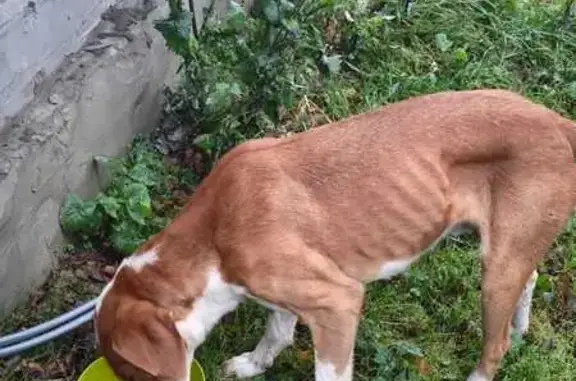 Найдена собака, , фото: Собака найдена: Октябрьская 33, Советск