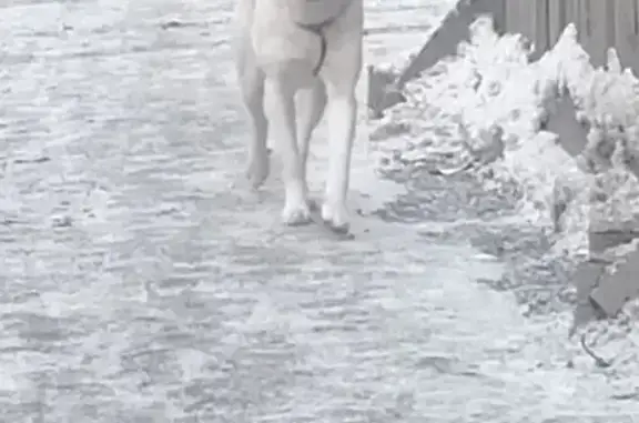 Собака найдена на Яковлева, 20, Томск