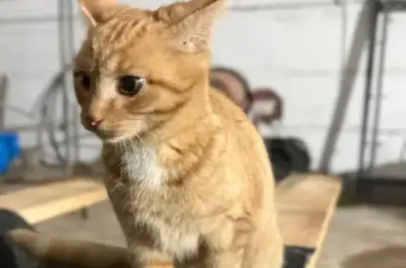 Кошки потеряшки, Белорецк, фото: Потеряшка рыжая кошка, ул. Пашкевича, Белорецк