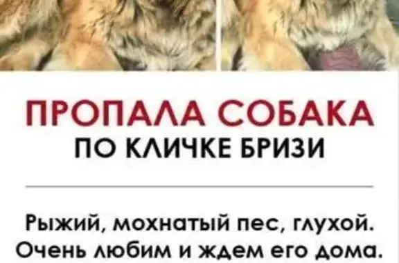 Пропала собака, Хабаровский пер., 7, Гатчина