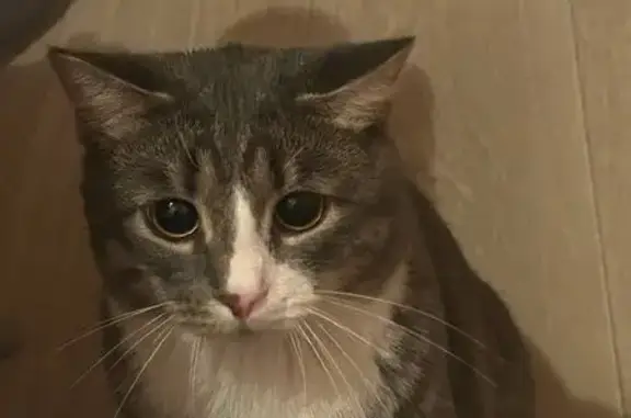 Кошки потеряшки, Челябинск, фото: Потеряшка серая кошка, ул. Барбюса, Челябинск