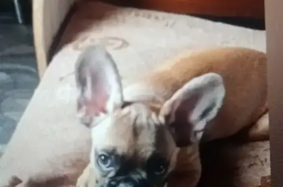 Собаки потеряшки, Полысаево, фото: Потеряшка собака, Карагандинская 13А