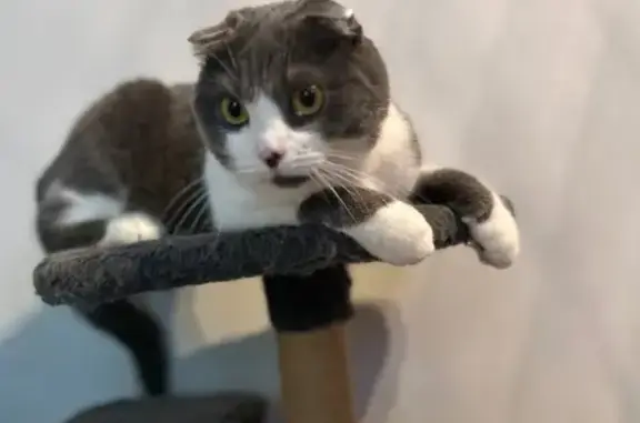 Кошки потеряшки, Тимашевск, фото: Потеряшка кошка, Лесная ул. 76 к2, Тимашёвск