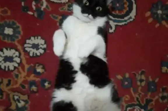 Пропала кошка, Советская ул., 145, Магнитогорск