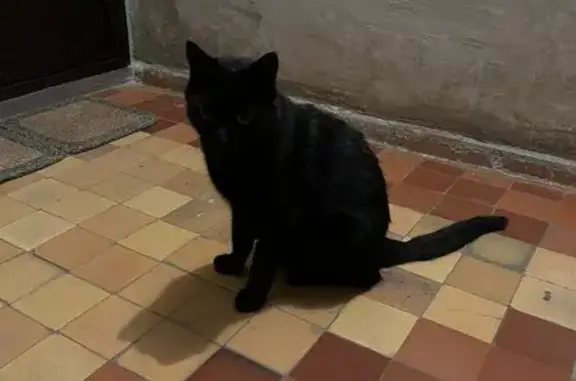 Найдена кошка, Ростов-на-Дону, фото: Найдена кошка, Пушкинская ул., Ростов-на-Дону