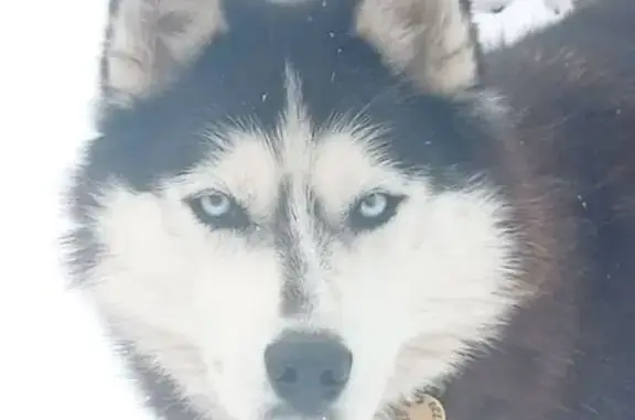 Пропала собака у Прокудского сельсовета