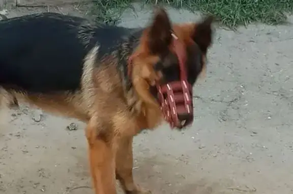 Собаки потеряшки, Челябинск, фото: Потеряшка собака, Бродокалмакский тракт