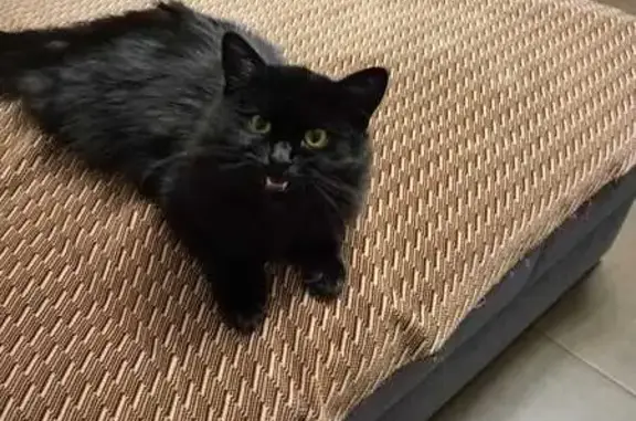 Кошки потеряшки, Тула, фото: Потеряшка кошка, Тула, 7-й пр. Мясново