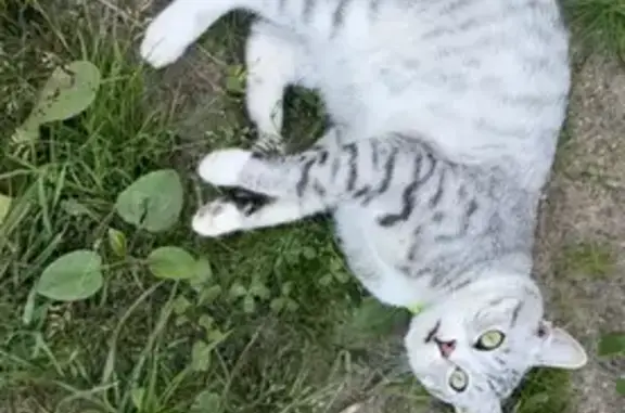 Пропал котик, ул. Комарова, 30, Остёр