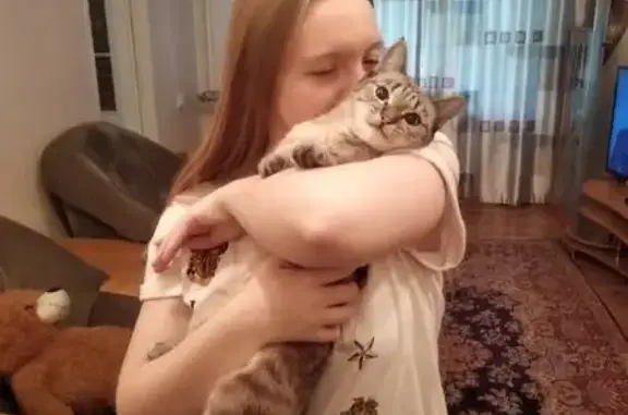 Кошки потеряшки, Новосибирск, фото: Потеряшка кошка, ул. Лежена 22/1, Новосиб.