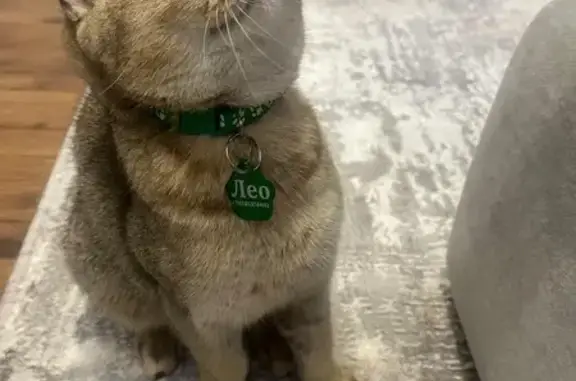 Кошки потеряшки, Ставрополь, фото: Потеряшка кошка, Сенгилеевская 25, Ставрополь