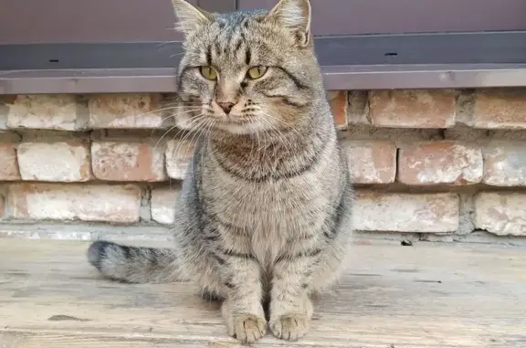 Кошка найдена: Бухарский пер., 5/1, Оренбург