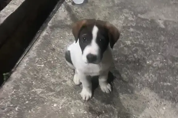 Собаки потеряшки, , фото: Потеряшка собака, ул. Абовяна 90А