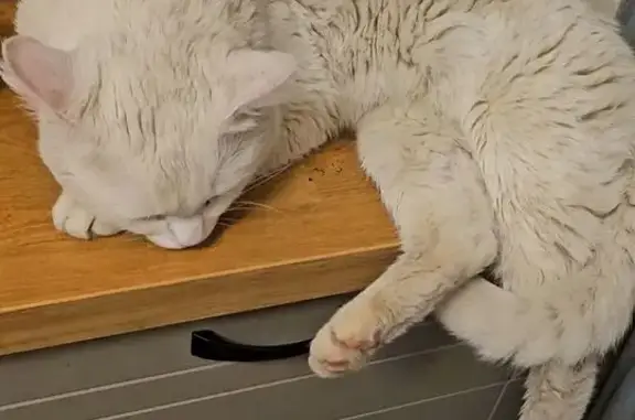Найдена кошка, Люберцы, фото: Белый кот найден: ул. Кирова, Люберцы