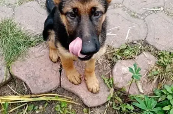 Пропала собака на Карла Маркса, 318