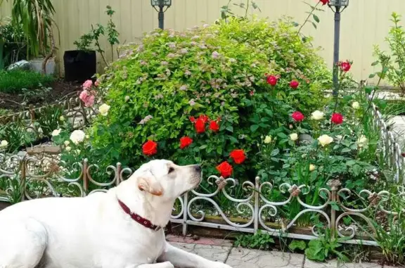 Пропала белая собака, Большевистская 22