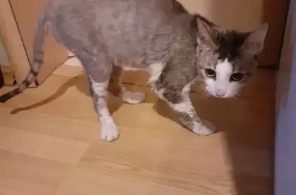 Найдена кошка, пр. Ильича, Нижний Новгород