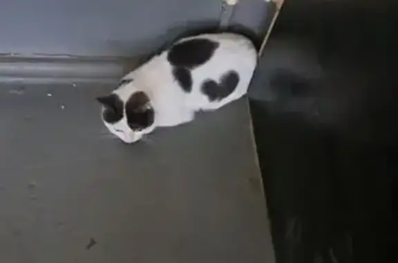 Найдена кошка, Астрахань, фото: Найдена кошка, ул. Яблочкова, Астрахань