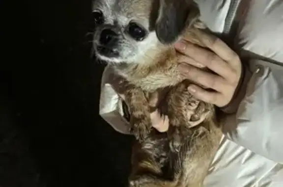 Найдена собака, Ашукино, фото: Собака найдена: Мурановская петля, Ашукино