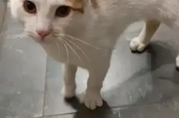 Найдена кошка, Москва, фото: Кошка найдена на 2-й Кабельной, Москва