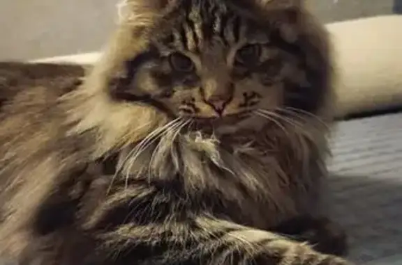 Пропала кошка, Средний Постол, Удмуртия