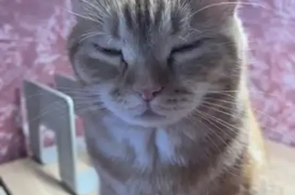 Кошки потеряшки, , фото: Потеряшка рыжая кошка, Васнецова 13