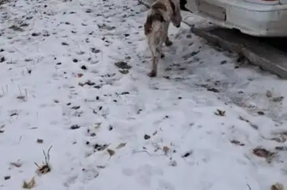 Найдена собака, Омск, фото: Собака найдена: ул. Челюскинцев, 96, Омск