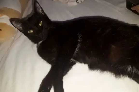 Найдена кошка, Тобольск, фото: Кошка найдена: Комсомольский пр., Тобольск