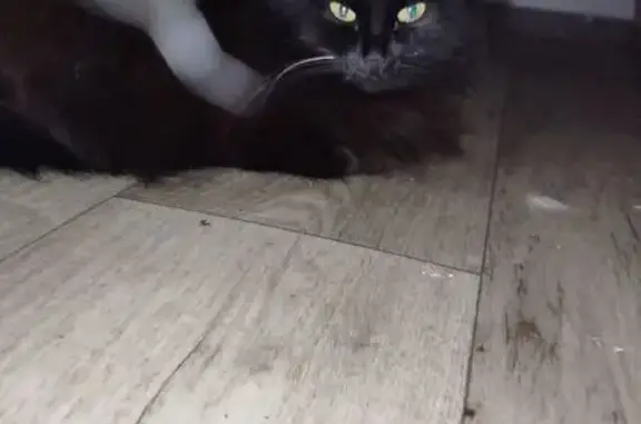 Кошки потеряшки, Нижний Новгород, фото: Потеряшка кошка, Автомеханическая 19, НН