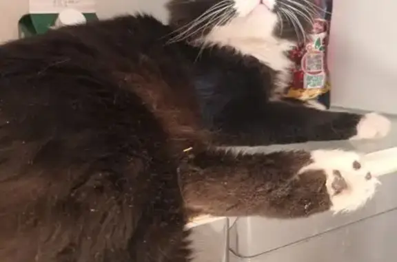 Пропала кошка, ул. Калинина, 26 к1, Тула