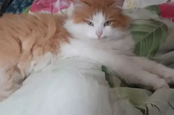 Пропала кошка, пр. Строителей 25, Череповец