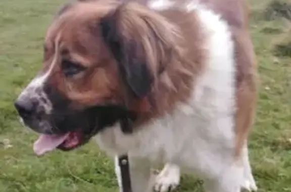 Собаки потеряшки, , фото: Потеряшка собака, Весенняя ул. 6 к1, Байбаки