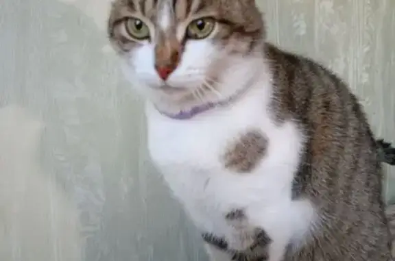 Кошки потеряшки, Чебоксары, фото: Потеряшка кошка, ул. Николаева, 57, Чебоксары