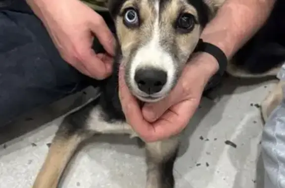 Найдена собака, Калужская область, фото: Щенок найден: Боровск, Калужская обл.