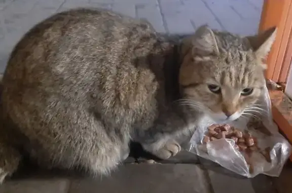 Найдена кошка, Ростов-на-Дону, фото: Крупный кот найден, пр. Стачки, Ростов-на-Дону