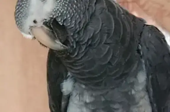 Пропал попугай жако, Осипенко...