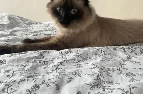 Пропала кошка: Широтная 2, Киров