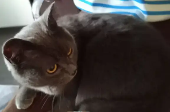 Найдена кошка, Новосибирск, фото: Серая кошка найдена: Никитина 20, НСК