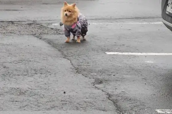 Найдена собака, , фото: Собака найдена: ул. 65-летия Победы, Пенза