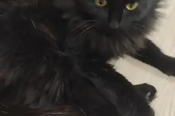 Найдена кошка, Красноярск, фото: Кошка найдена, ул. Лесопитомник, 19