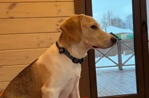 Найдена собака, , фото: Собака найдена на Советском шоссе