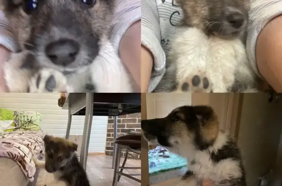 Найдена собака, Липецкая область, фото: Найдена собака, Кореневщино, Липецк